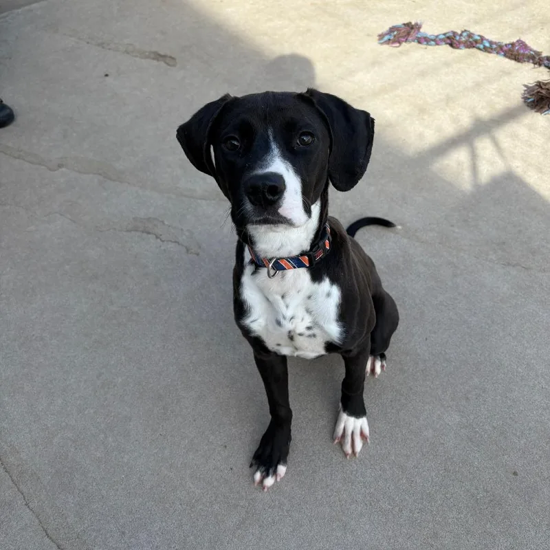 Cosmo Iv thumbnail 5