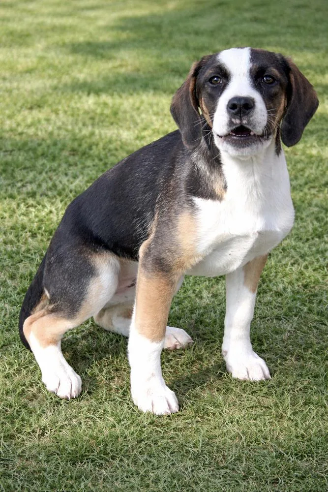 Cocoa Sister To Mocha