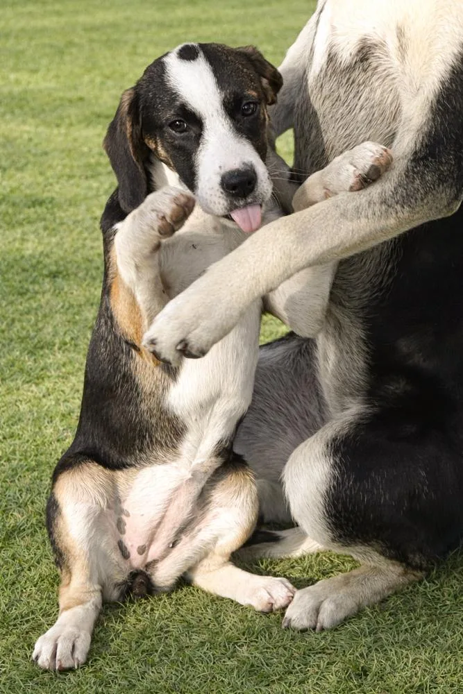 Cocoa Sister To Mocha thumbnail 5