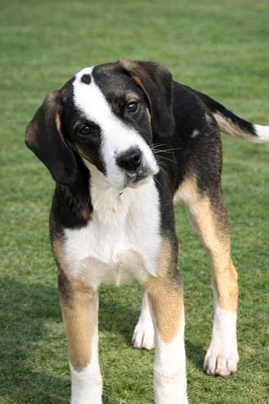 Cocoa Sister To Mocha thumbnail 6