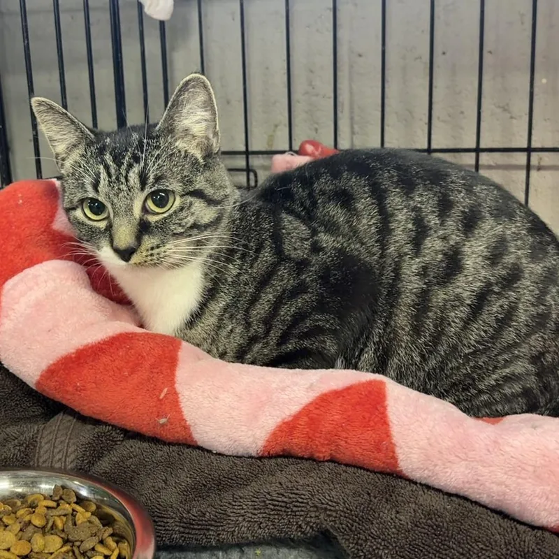 Sweet Caroline thumbnail 2