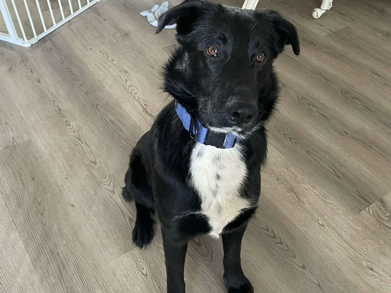 Henry Lee thumbnail 2