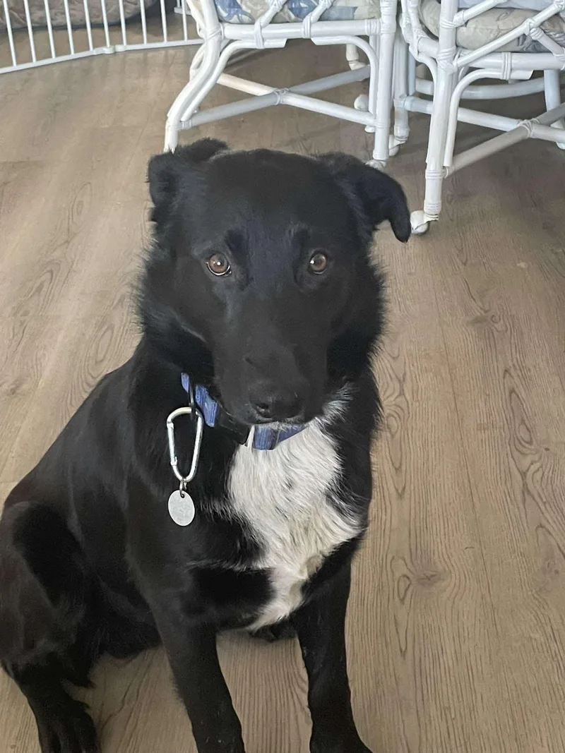 Henry Lee thumbnail 3