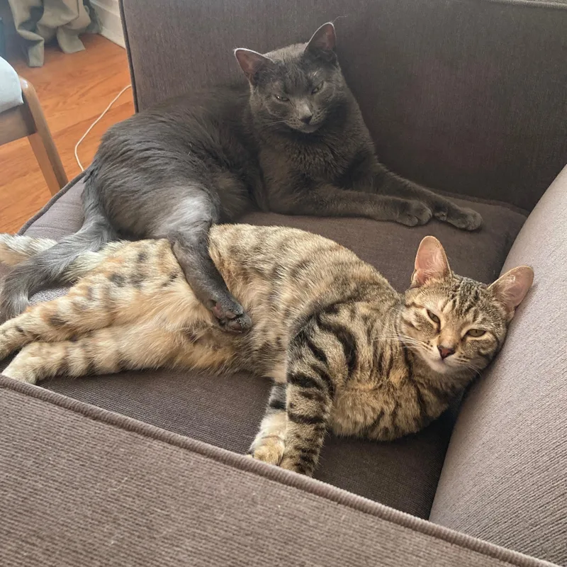 Stardust thumbnail 2