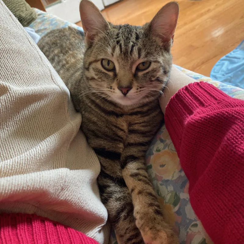 Stardust thumbnail 4