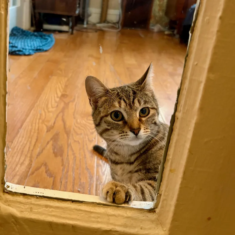 Stardust thumbnail 5