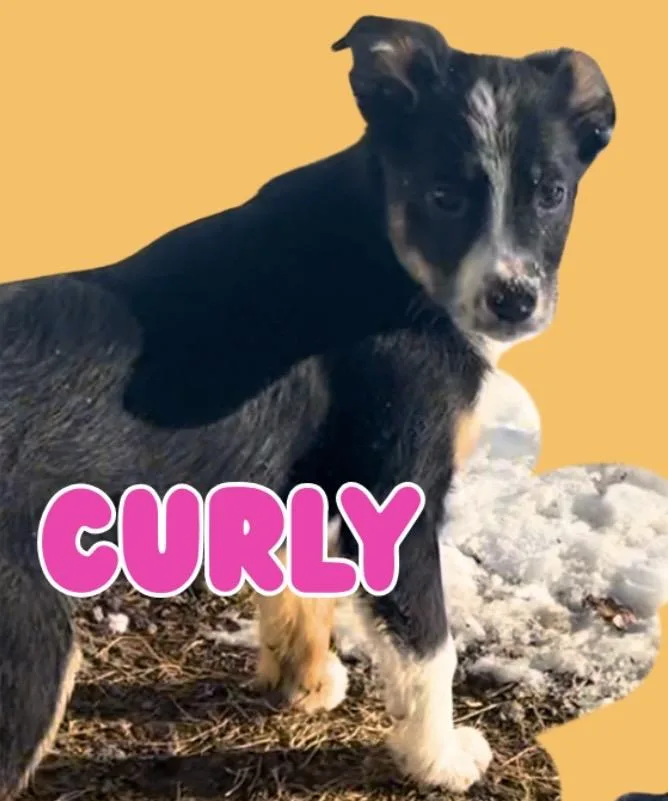 Curly thumbnail 2