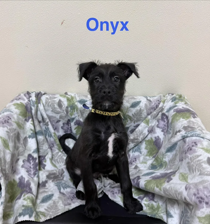 Onyx