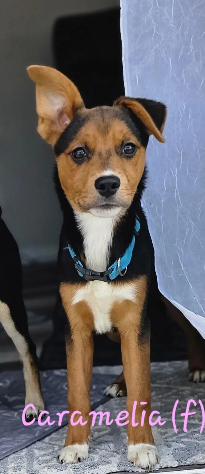 A baby medium-sized female Mixed Breed dog named Caramelia for adoption in Macomb, MI
