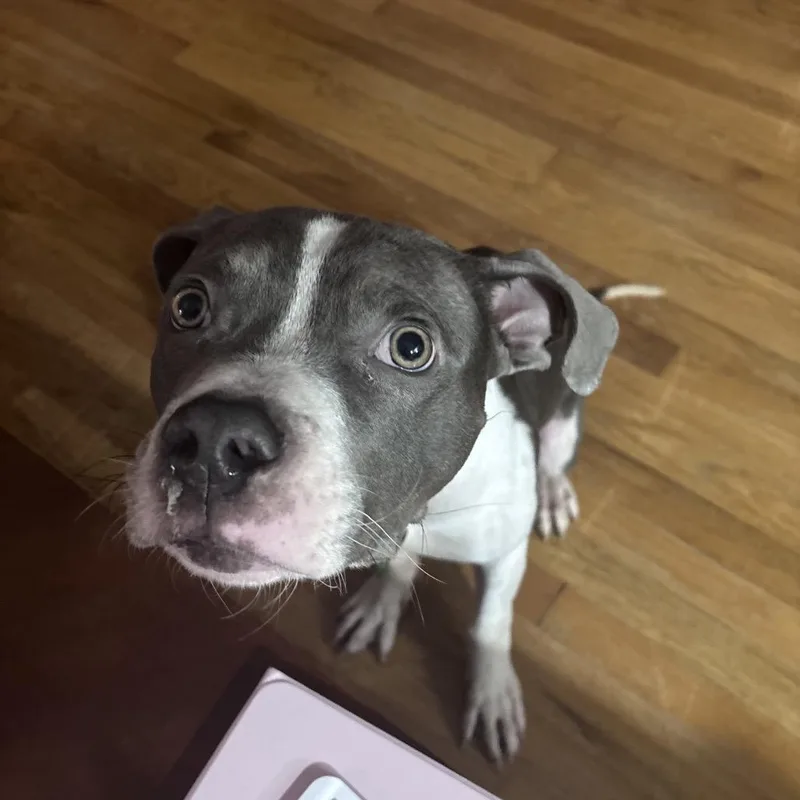 Platypus "pladdy" thumbnail 2