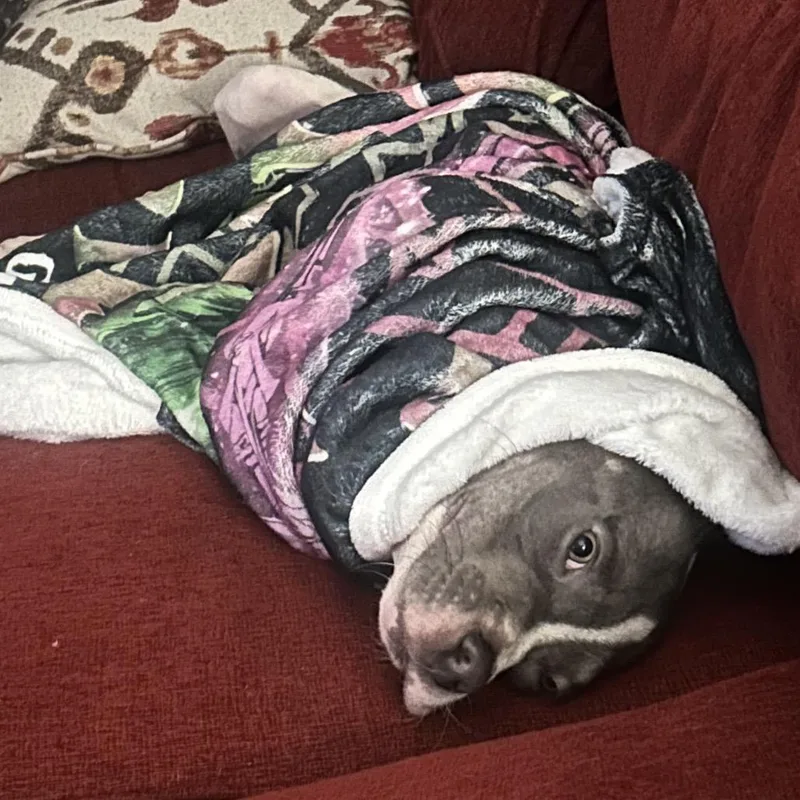 Platypus "pladdy" thumbnail 3