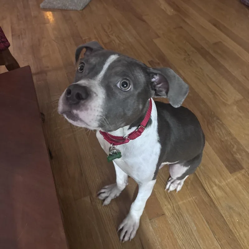 Platypus "pladdy" thumbnail 4