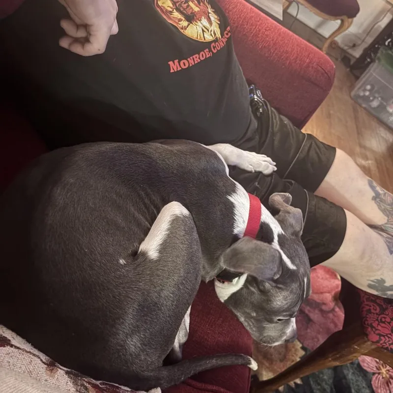 Platypus "pladdy" thumbnail 6