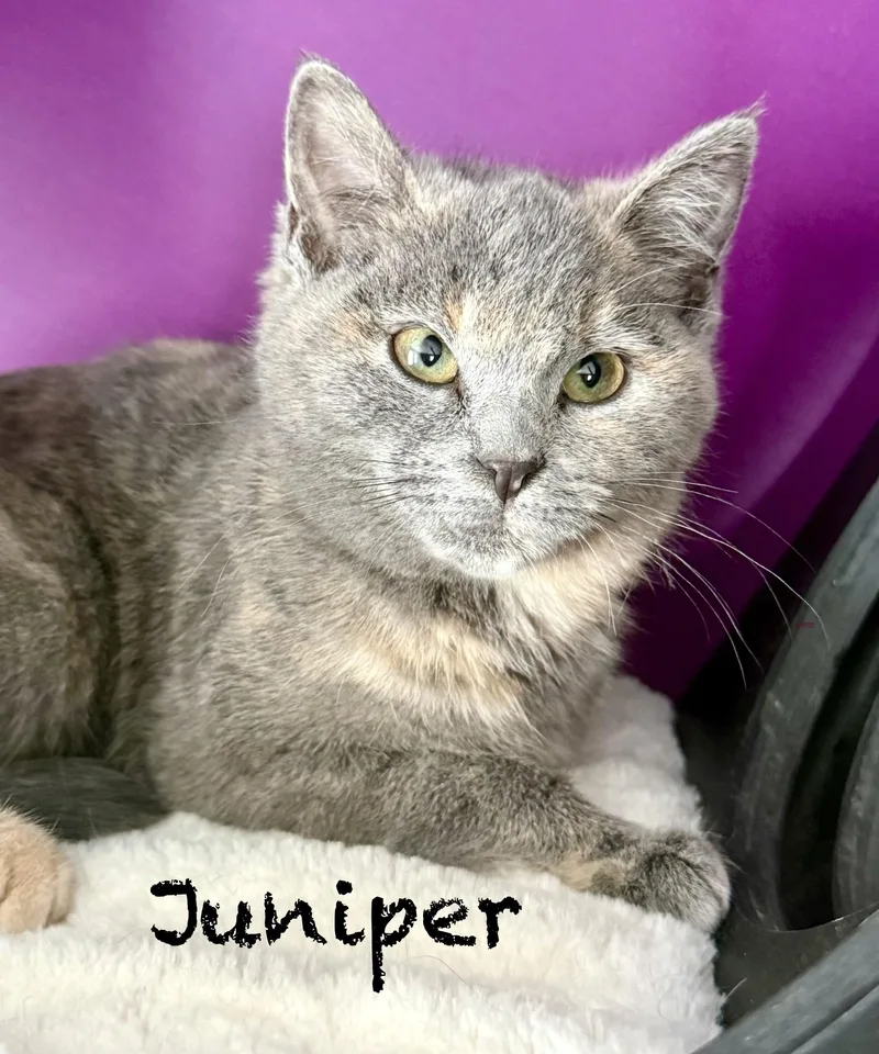Juniper