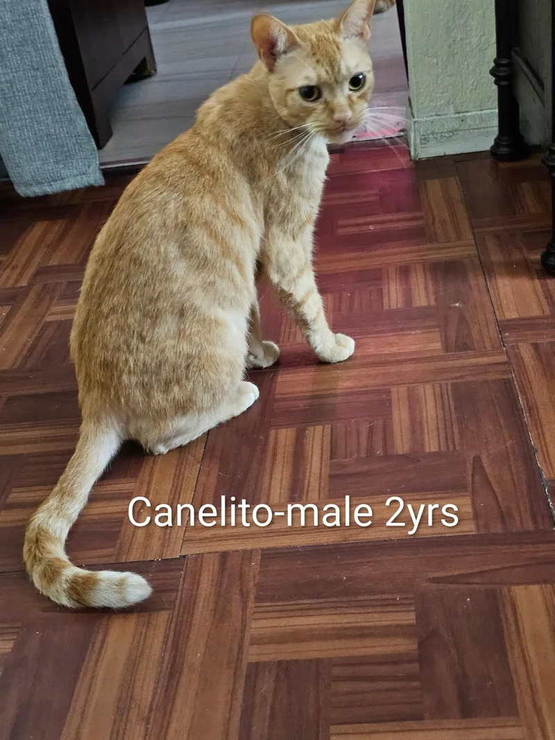 Canelito