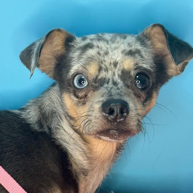 Little Lola thumbnail 4