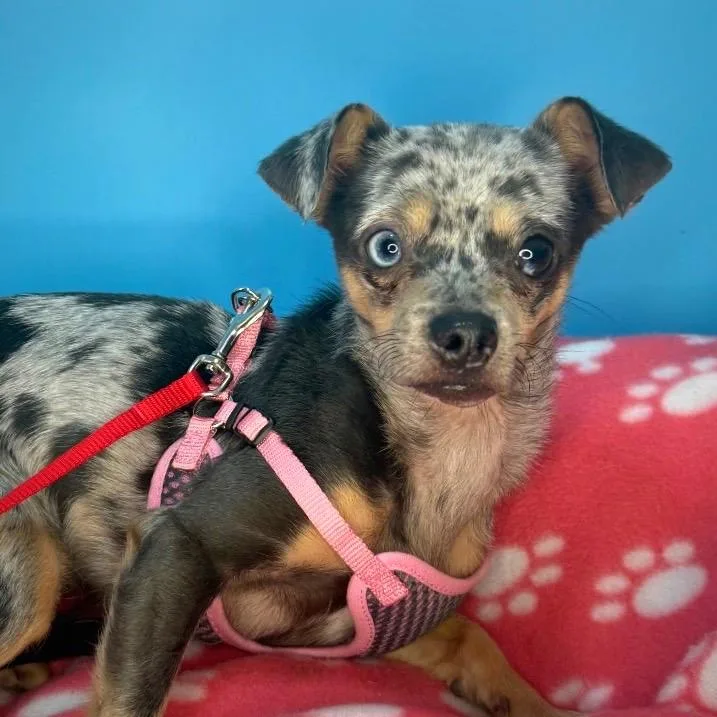 Little Lola thumbnail 5