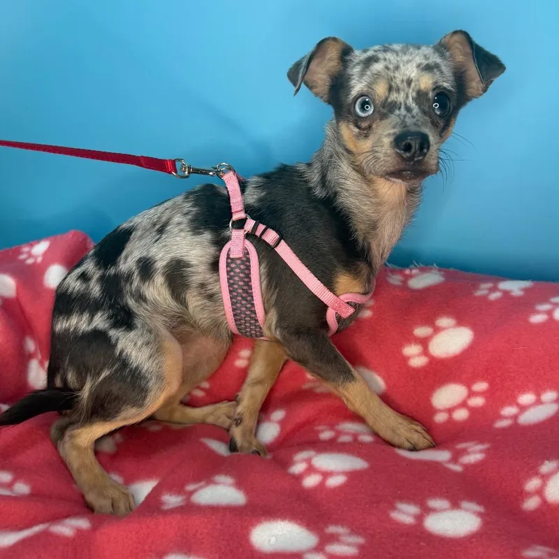 Little Lola thumbnail 6