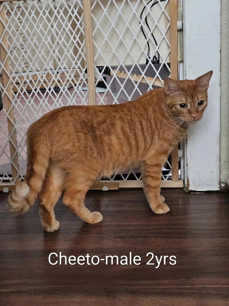 Cheeto