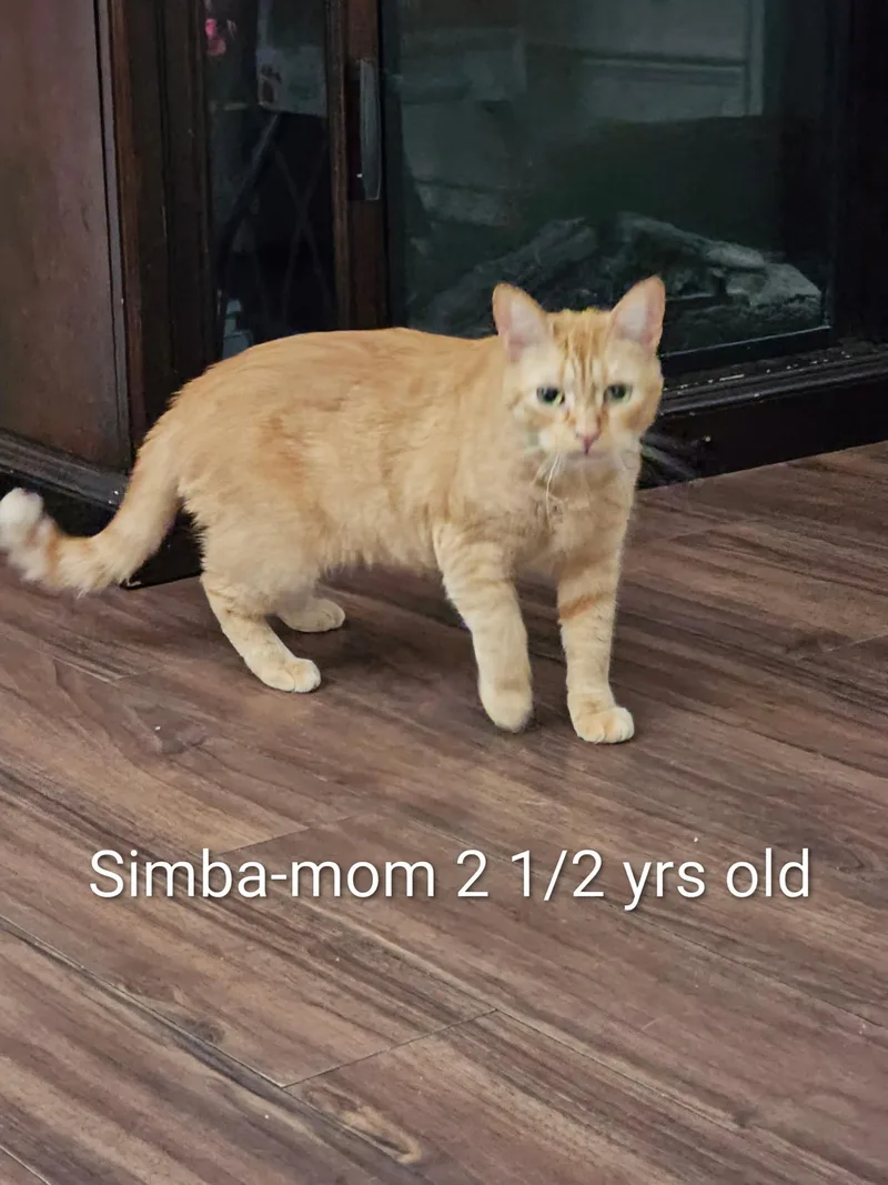 Simba