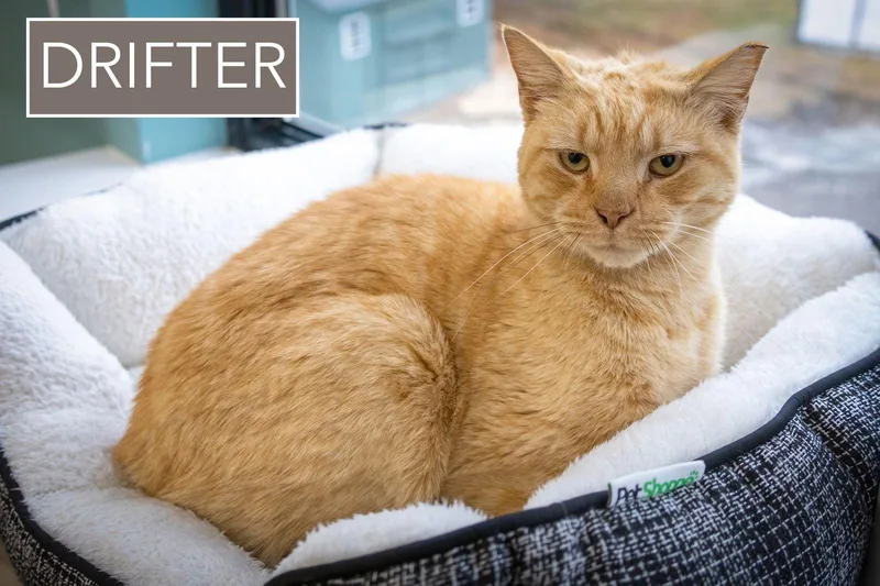 Drifterc thumbnail 3