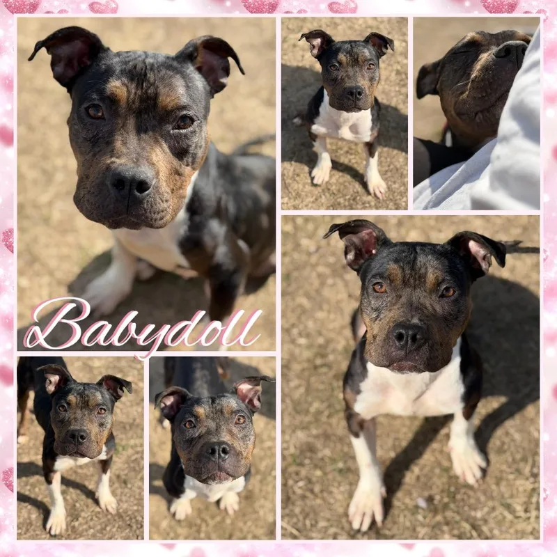 Babydoll thumbnail 2