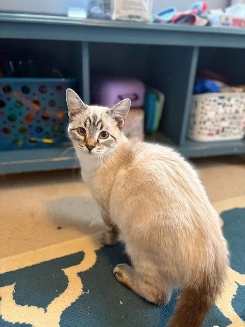 Meowth  Willow Grove