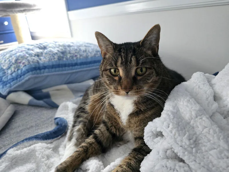 An adult medium-sized female Domestic Short Hair cat named Phoebe for adoption in Naugatuck, CT
