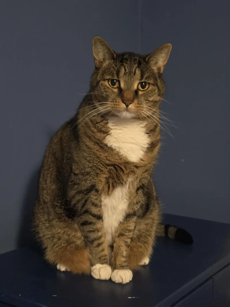 Phoebe thumbnail 3