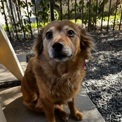 Tagalong thumbnail 2