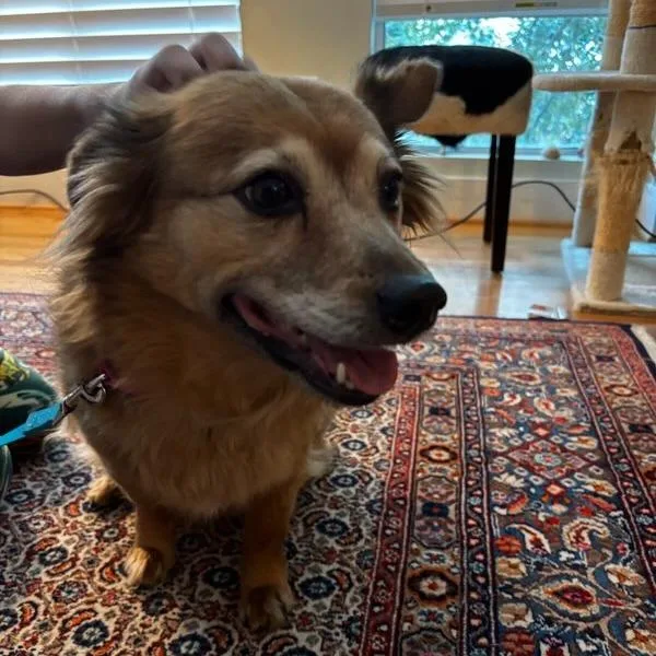 Tagalong thumbnail 3