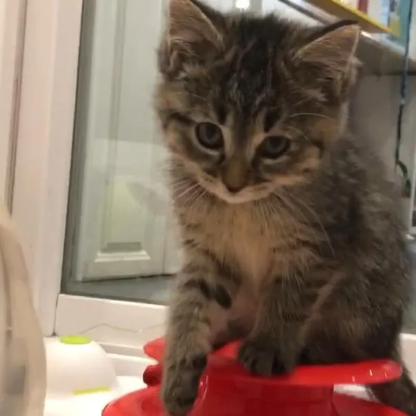 Faisy Blk Tiger thumbnail 2