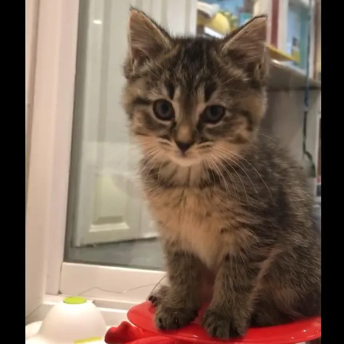 Faisy Blk Tiger thumbnail 3