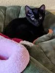 A baby medium-sized male Black Domestic Short Hair cat named Incataz for adoption in Chico, CA