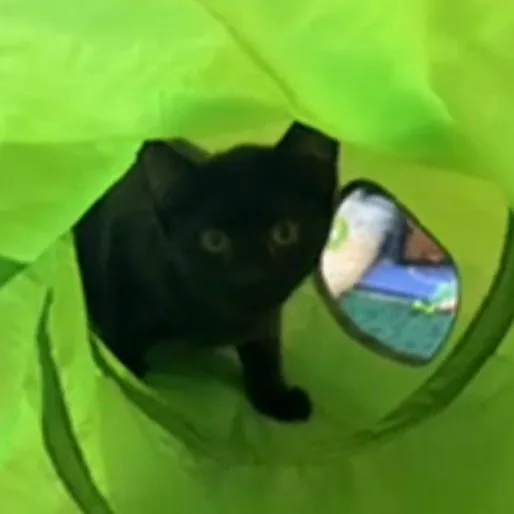 Raisin   Moderate thumbnail 2