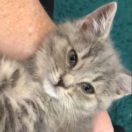 Bebop Gr Girl thumbnail 3