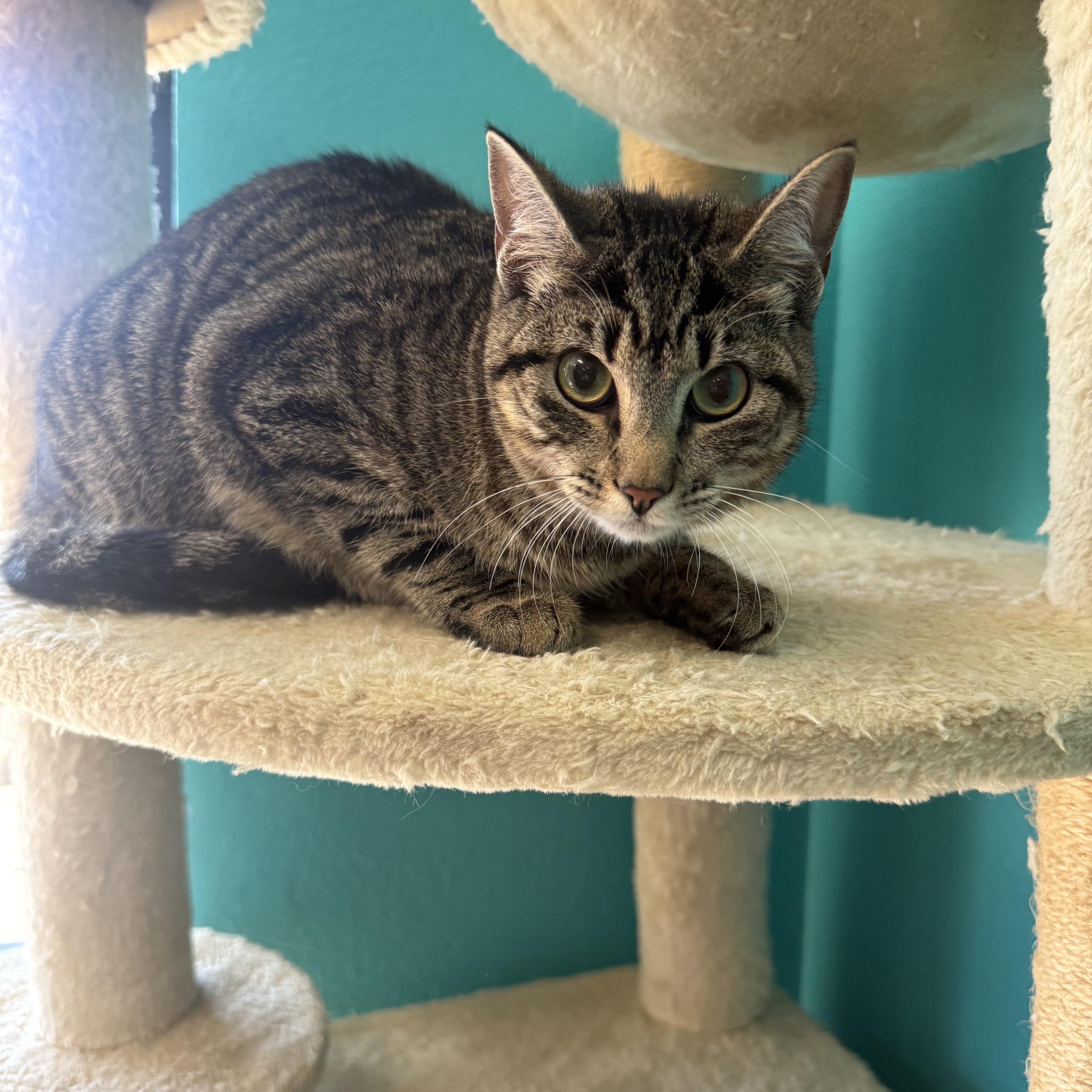 A young large-sized female Domestic Short Hair cat named Tigerella for adoption in Chico, CA