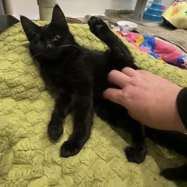 Wibbles  Severe Ch thumbnail 2