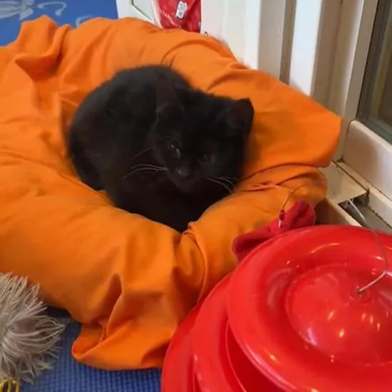 Wibbles  Severe Ch thumbnail 3