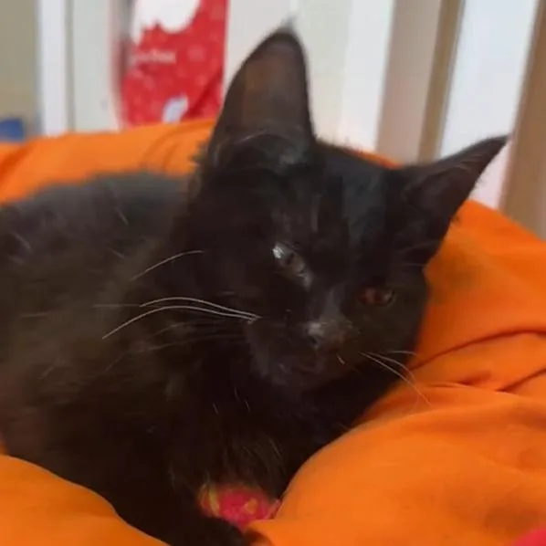 Wibbles  Severe Ch thumbnail 4