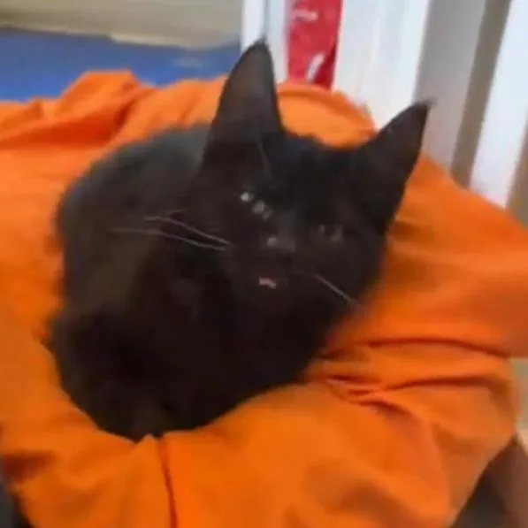 Wibbles  Severe Ch thumbnail 5