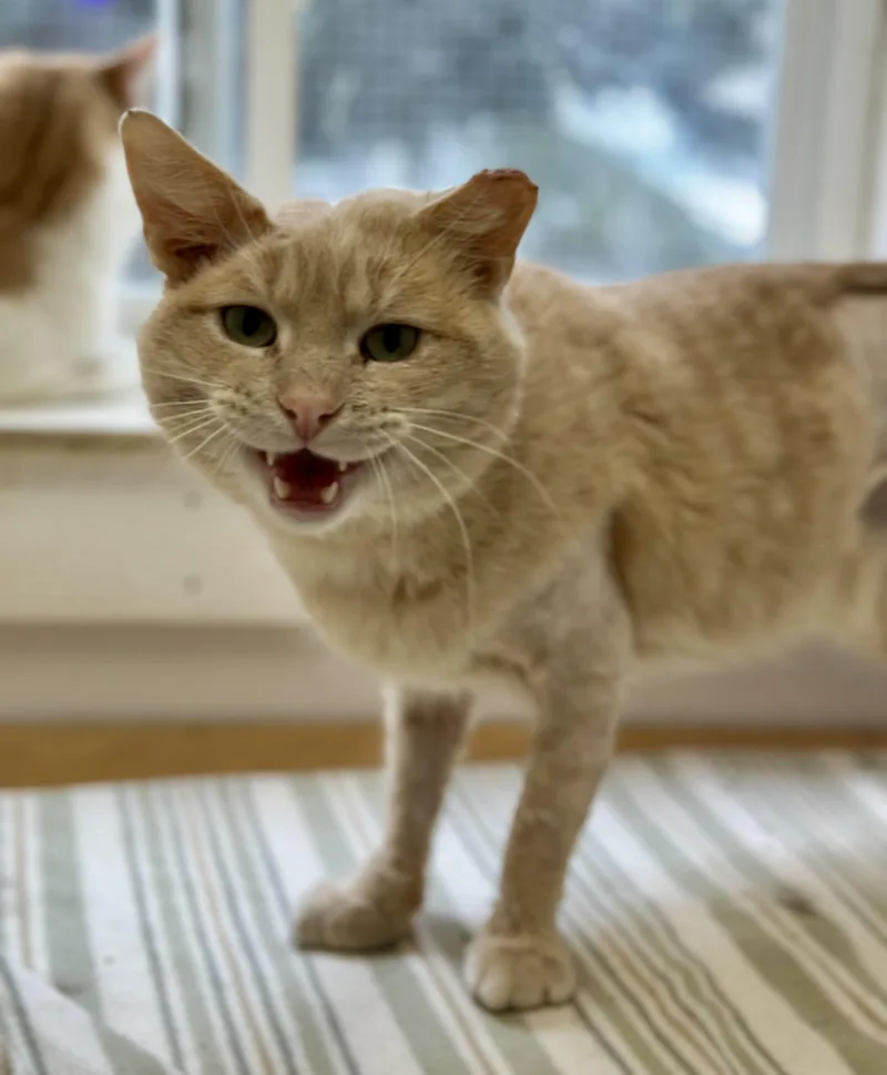 Kung Phooey thumbnail 2