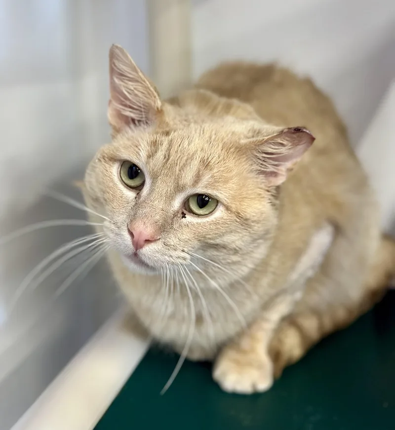 Kung Phooey thumbnail 3