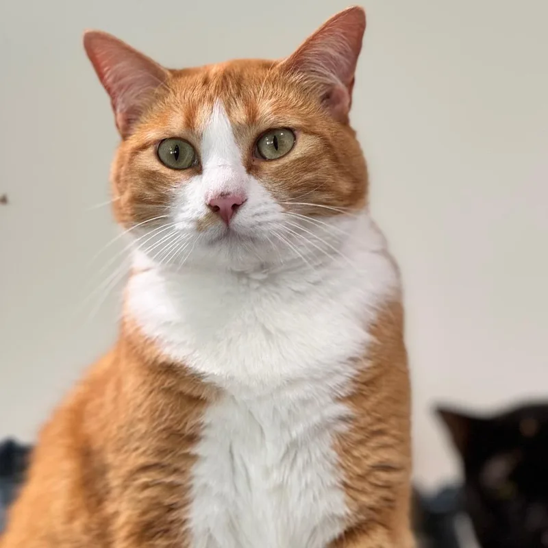 Greta Garbo thumbnail 3