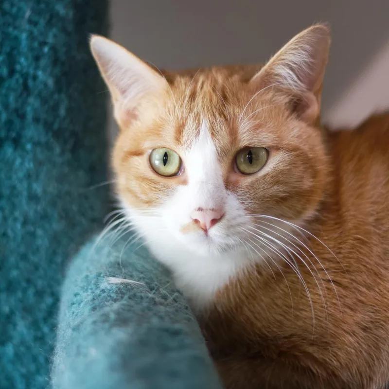 Greta Garbo thumbnail 4