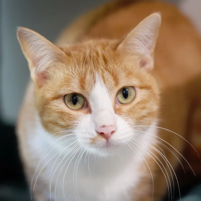 Greta Garbo thumbnail 5