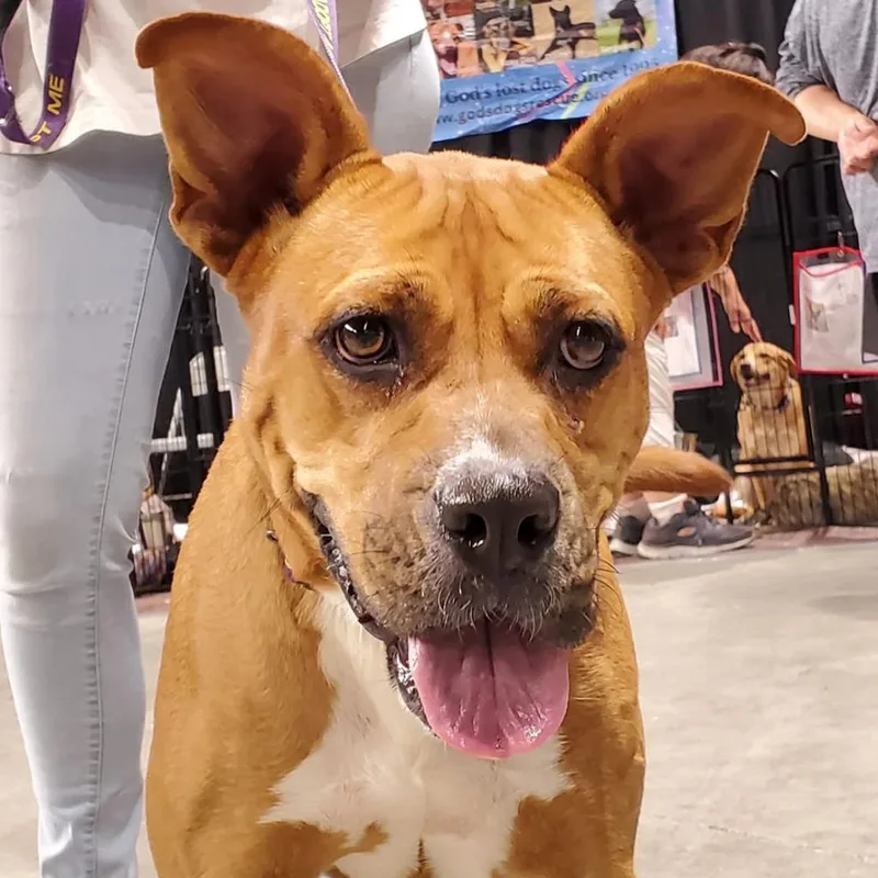 Gracie Bell Jum thumbnail 4