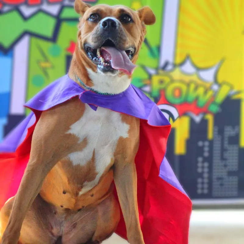 Gracie Bell Jum thumbnail 5