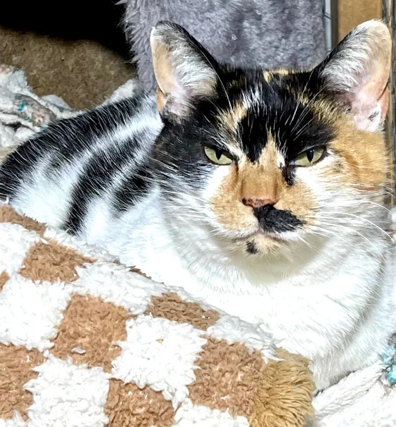 Cali Coco thumbnail 2