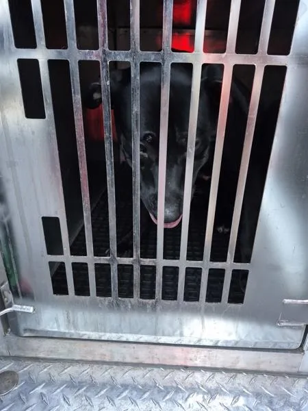 Pen C Bruce thumbnail 2